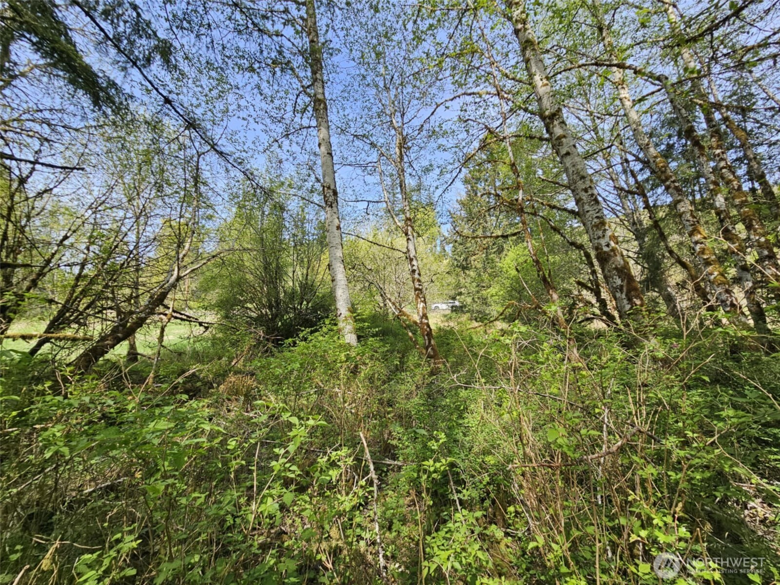 0 Lost Valley Road Curtis, WA 98538 - Photo 10 of 19 a view of a large yard with lots of bushes