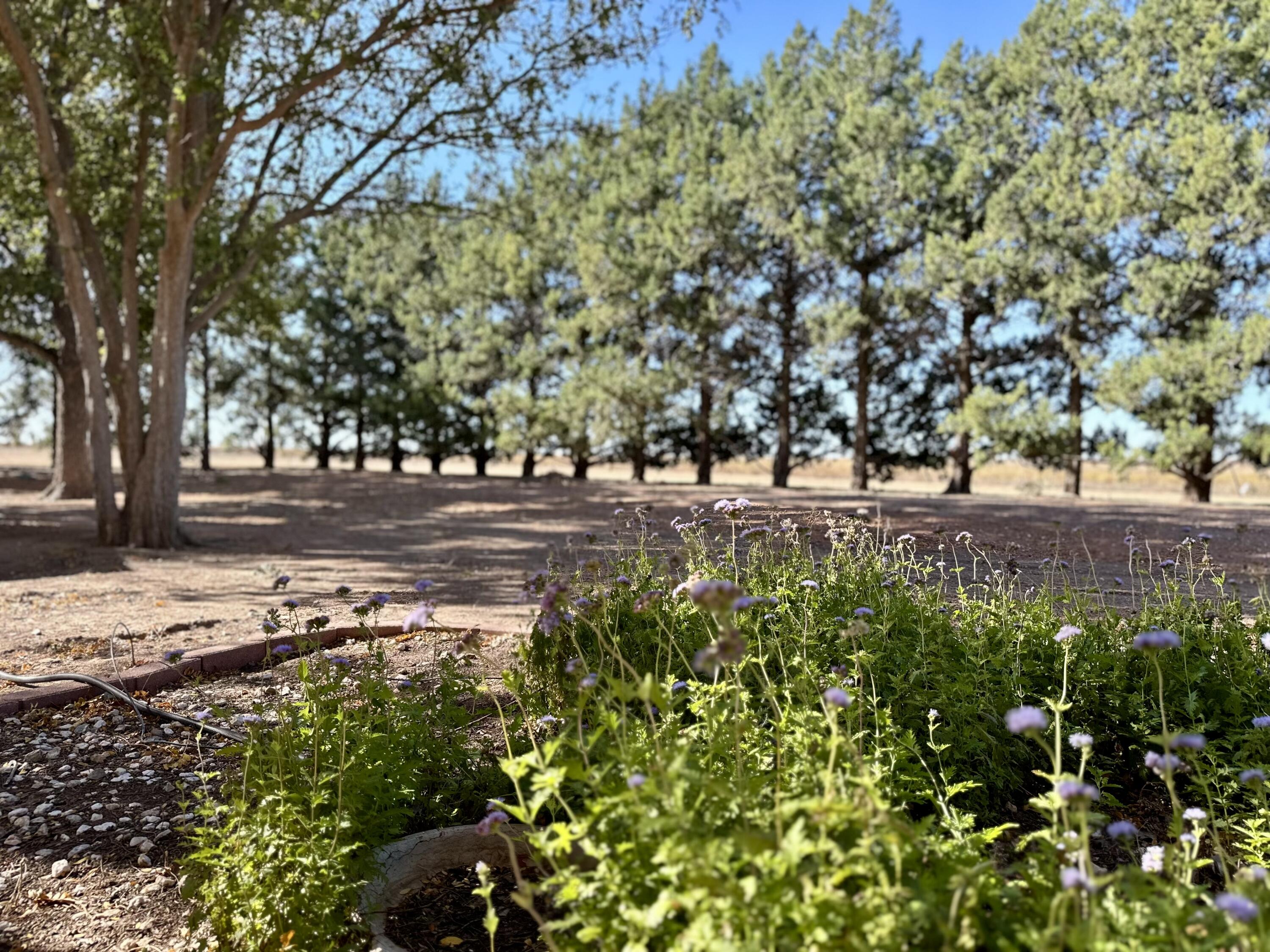 7844 Fm 1318 Tulia, TX 79088 - Photo 42 of 42 a view of road and trees