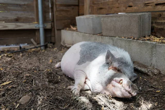 $1,270,000 | 123 Havana Street, Austin, TX 78704