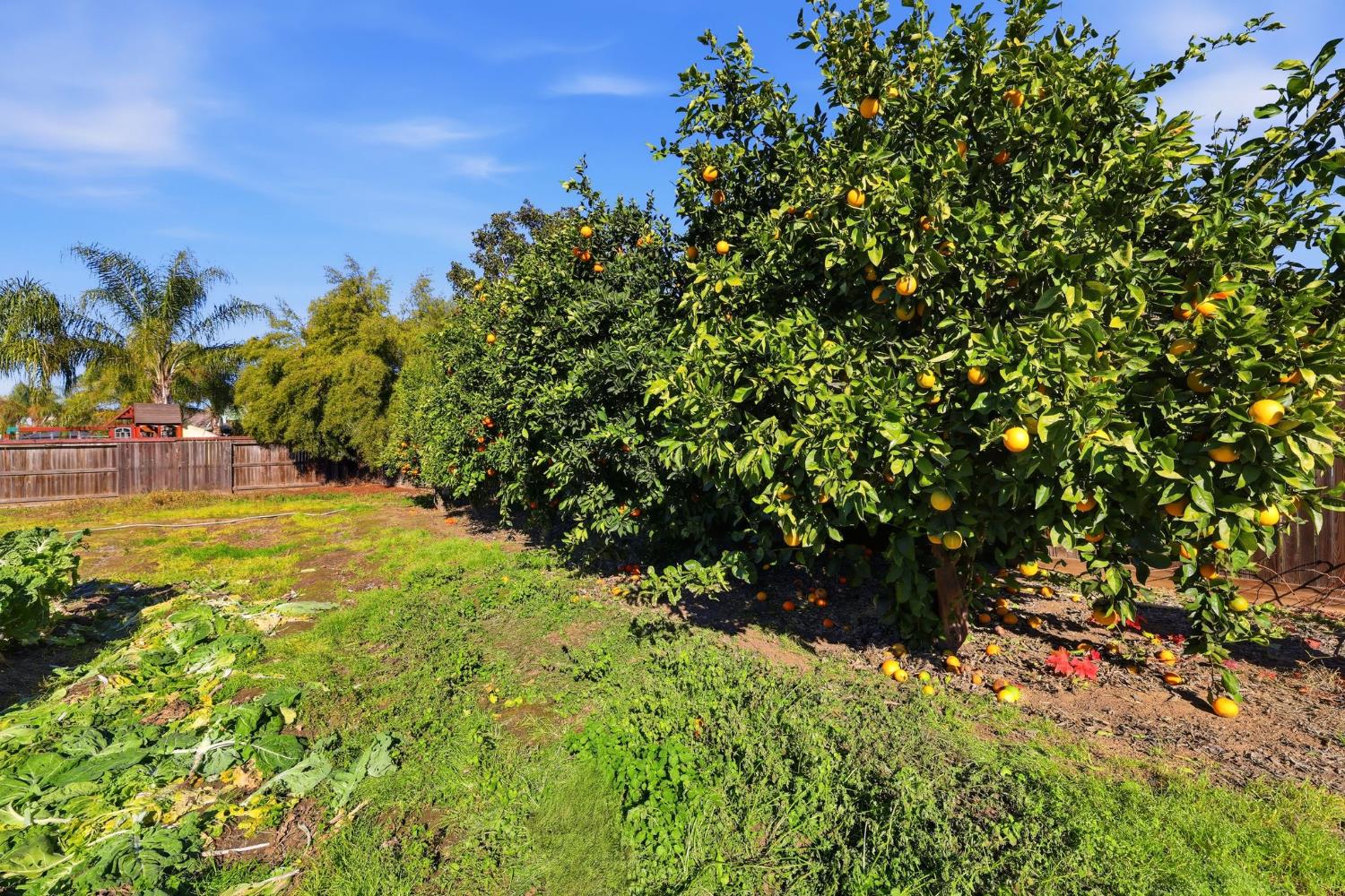 1730 Tasca Lane Manteca, CA 95337 - Photo 71 of 83 Lemons