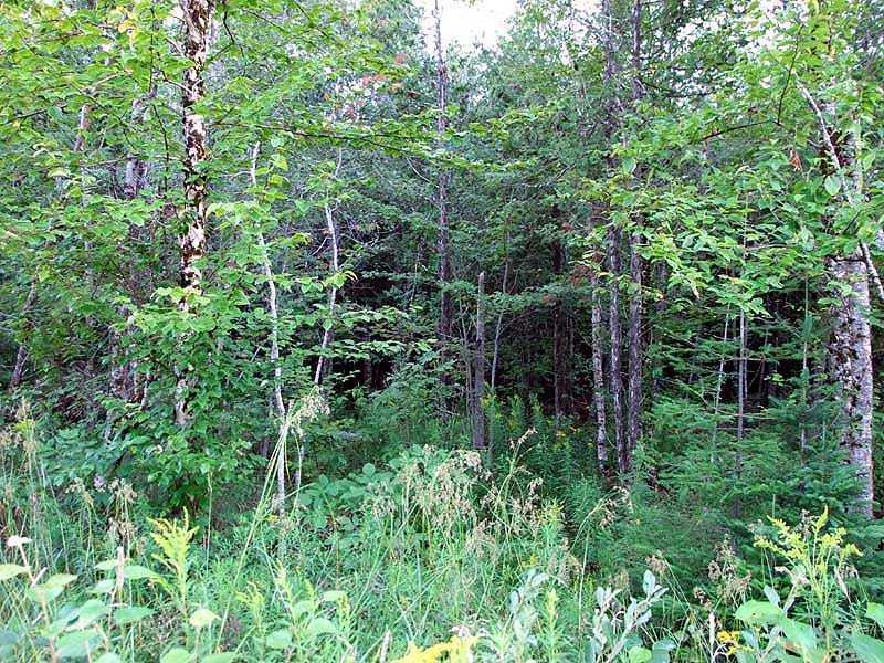 56-60 Thompson Settlement Road Oakfield, ME 04763 - Photo 33 of 35 Land.