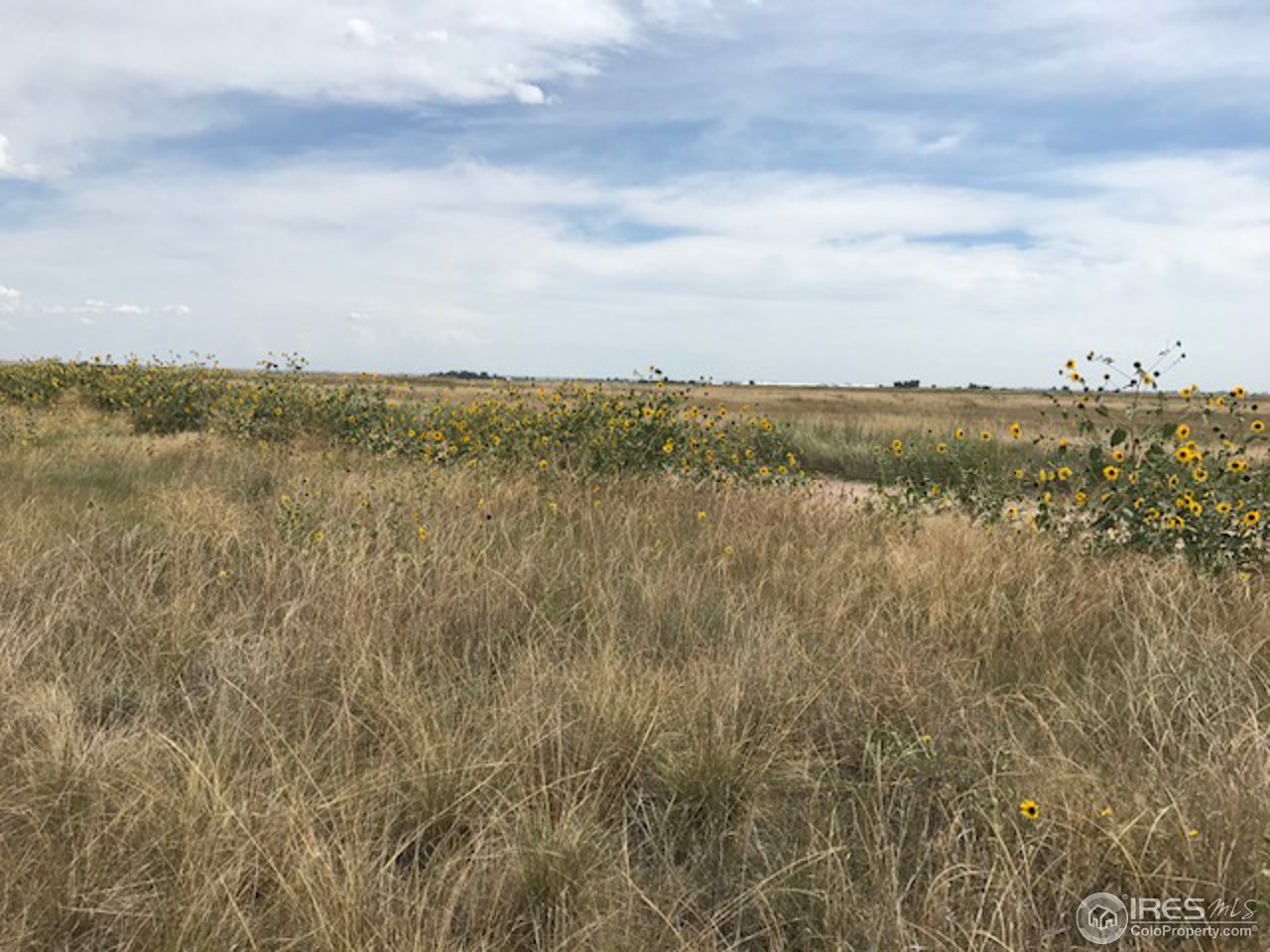 96 County Road Pierce, CO 80650 - Photo 10 of 14 Lovely sunflower border at the south boundary