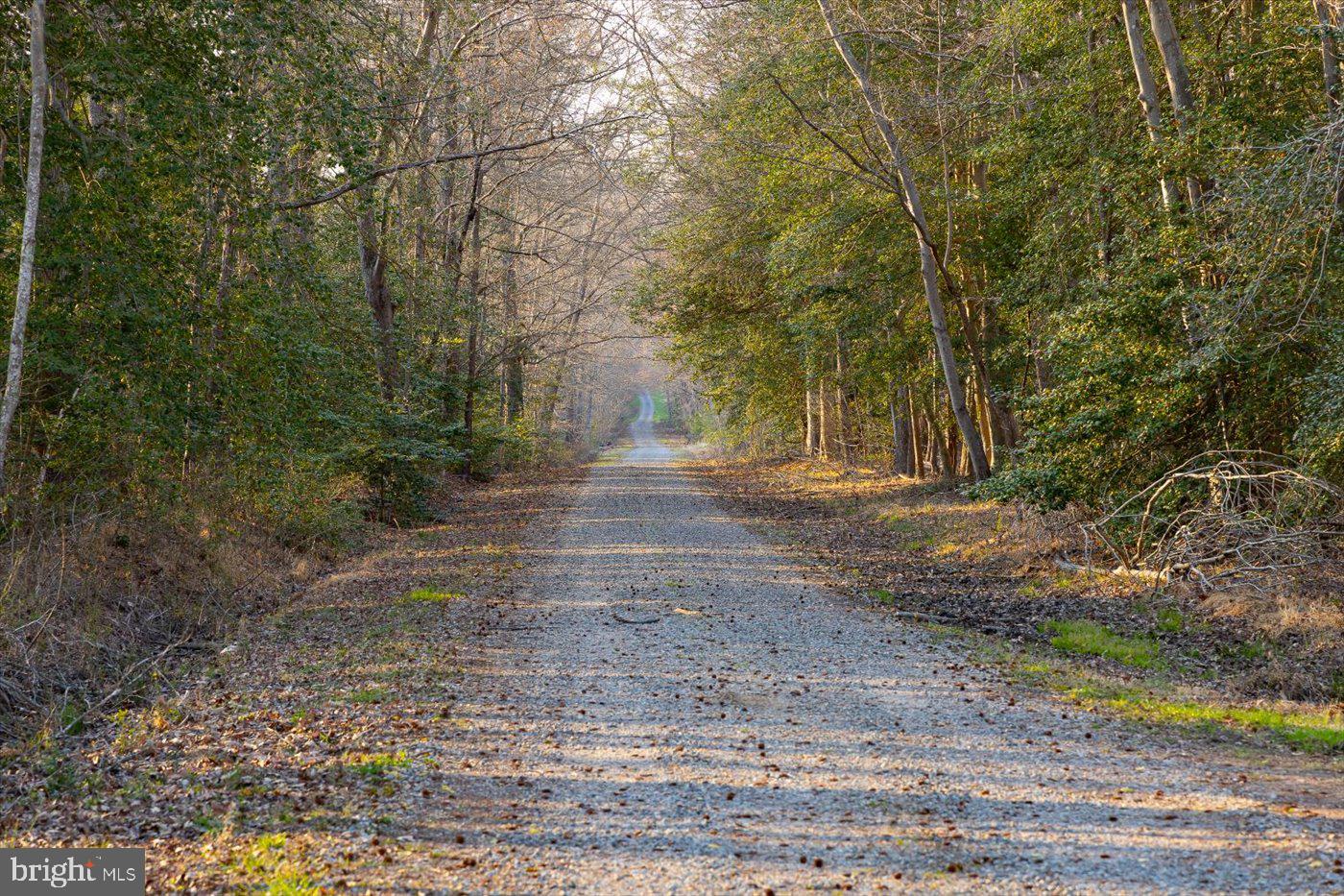 16212 Liberty Road King George, VA 22485 - Photo 4 of 96 Enchanting driveway leads up to the house