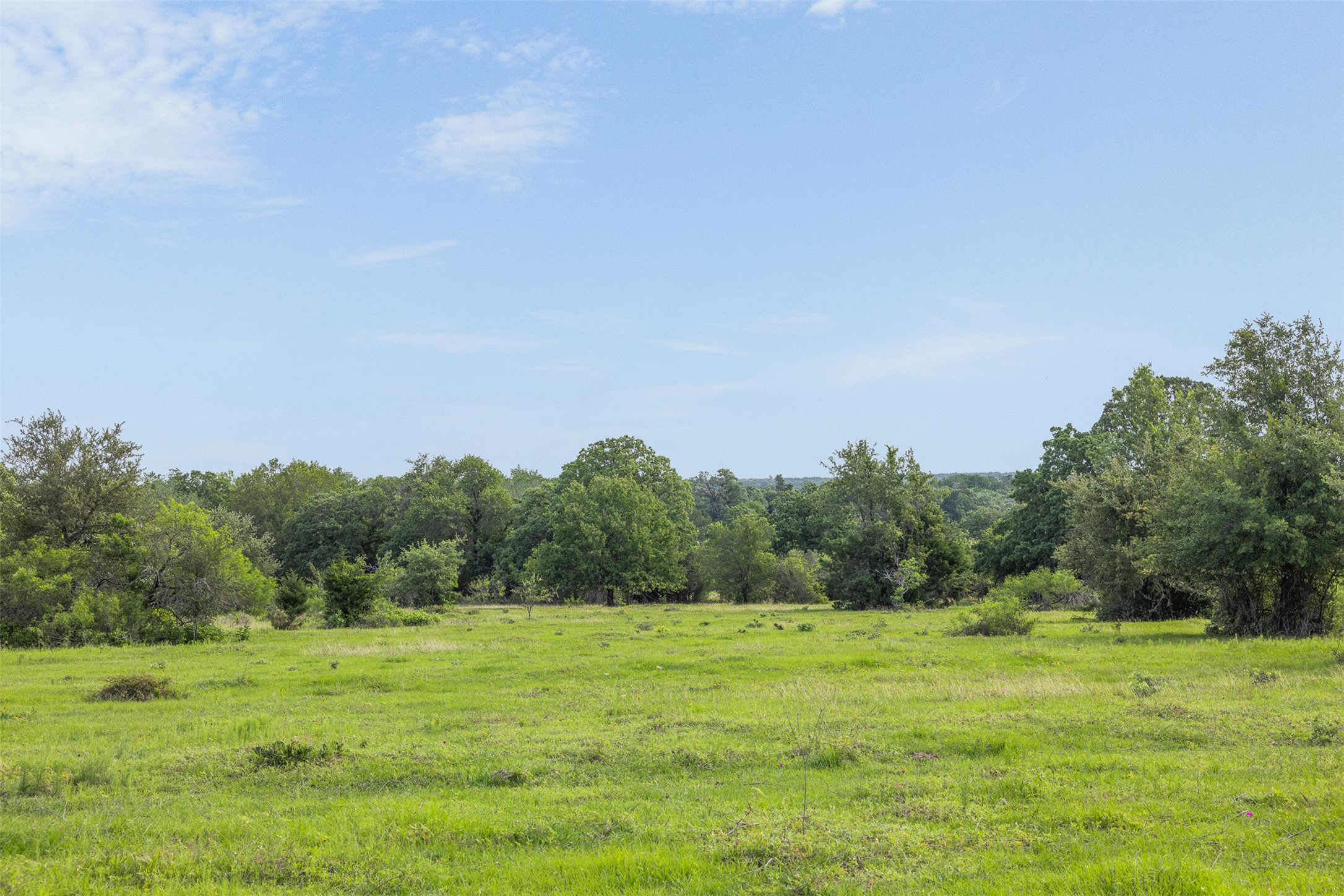 459 County Road 459 Road Thorndale, TX 76577 - Photo 6 of 35 a view of a grassy field with trees