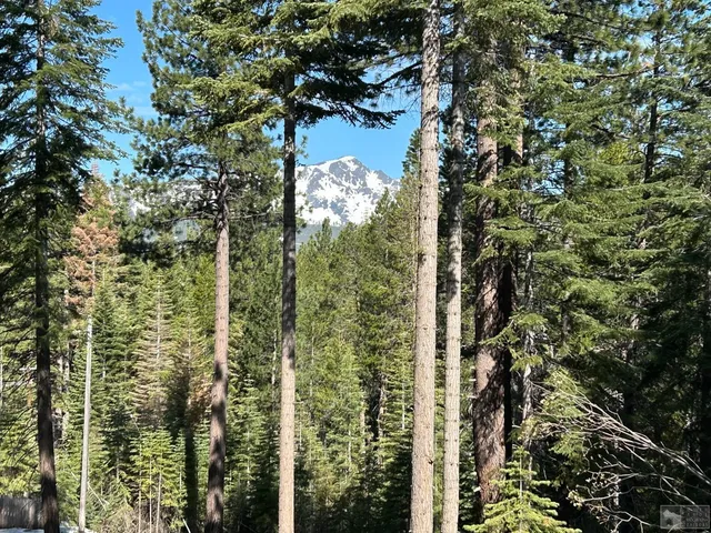 a view of swimming pool and trees in the background