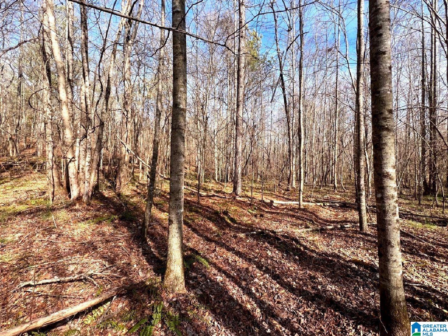 3045 Corinth Road, Unit 56 ACRES Cragford, AL 36255 - Photo 3 of 29