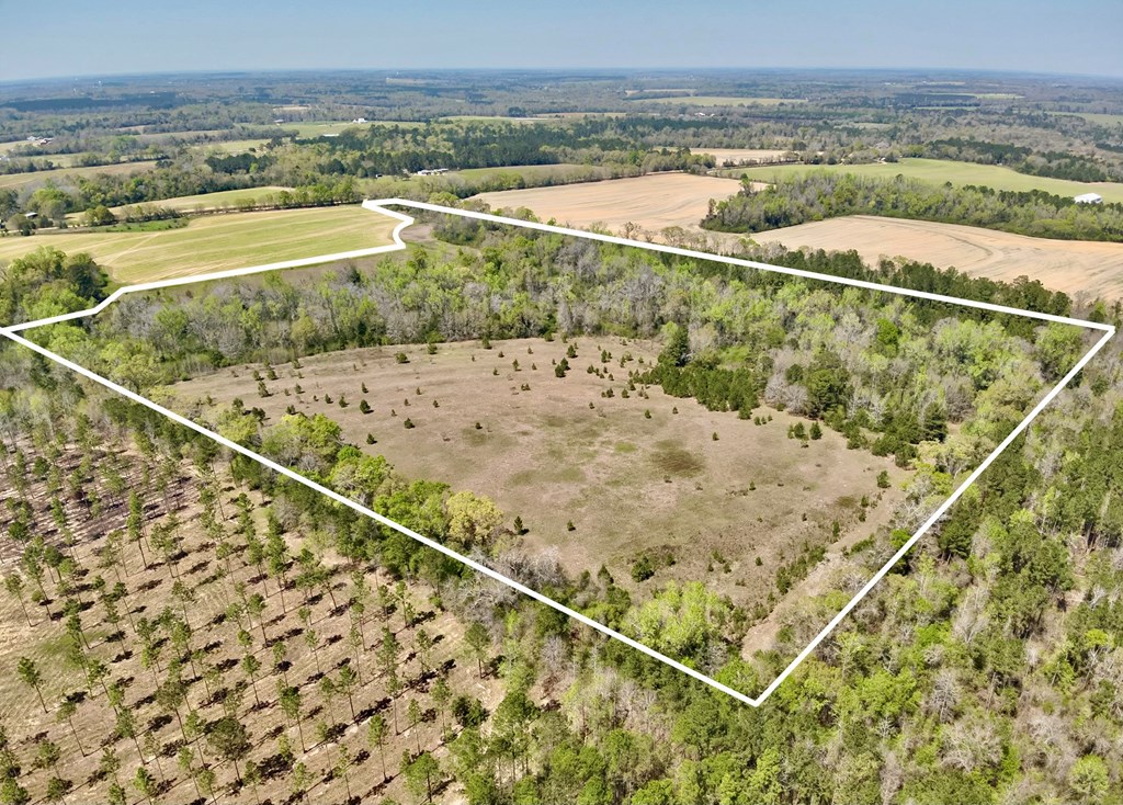 50-acres Dillard Road Pansey, AL 36370 - Photo 6 of 13