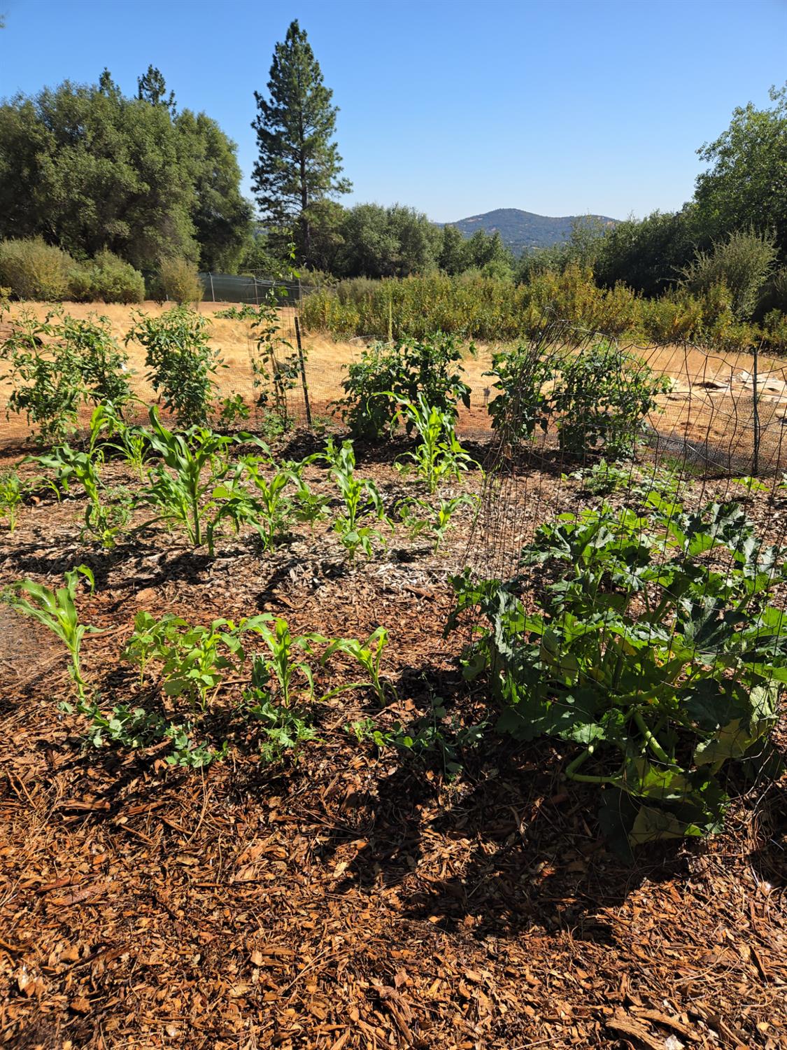 6880 Kahala Road Garden Valley, CA 95633 - Photo 22 of 52 a view of outdoor space and trees