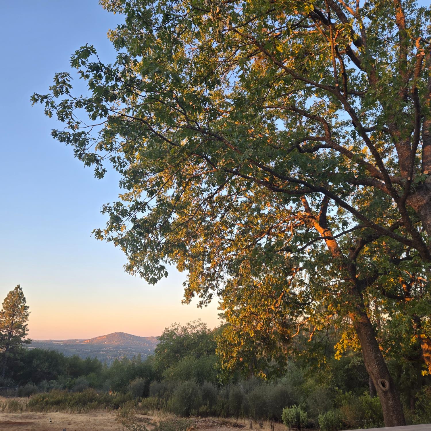 6880 Kahala Road Garden Valley, CA 95633 - Photo 24 of 52 a view of tree