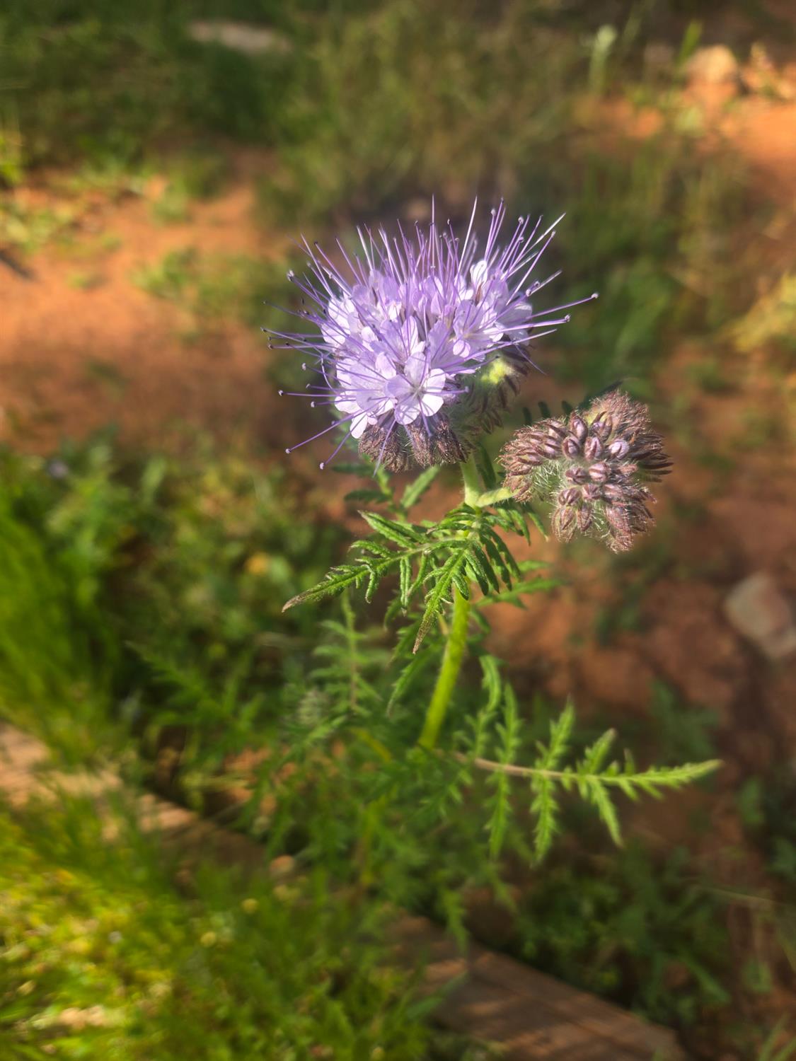 6880 Kahala Road Garden Valley, CA 95633 - Photo 31 of 52 a view of a flower