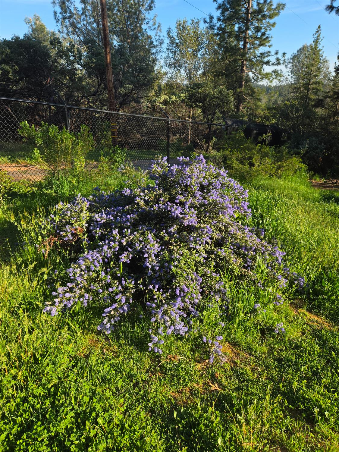 6880 Kahala Road Garden Valley, CA 95633 - Photo 38 of 52 a backyard of a house with lots of green space
