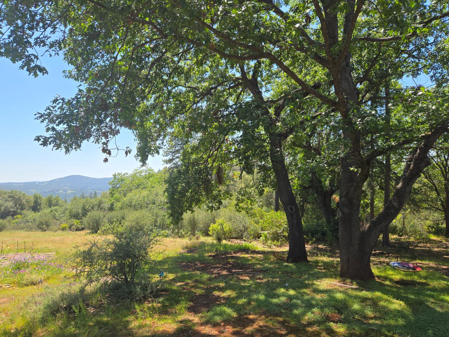 6880 Kahala Road Garden Valley, CA 95633 - Photo 49 of 52 a view of a trees with a yard