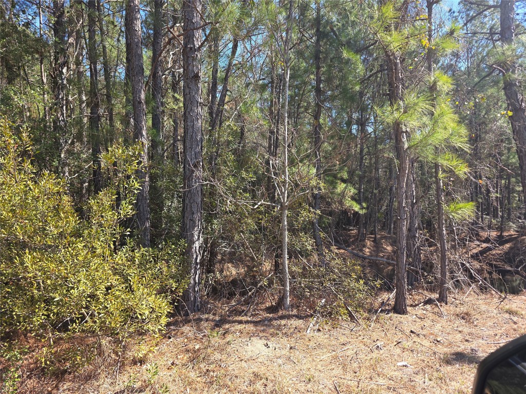 12635 Farm To Market Road 356 Trinity, TX 75862 - Photo 7 of 11 a view of a forest filled with trees