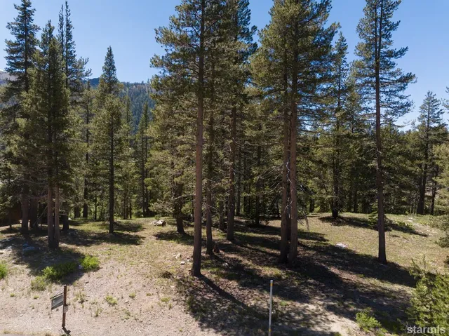 a view of a yard with plants
