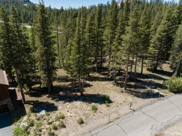a view of a lush green forest with large trees
