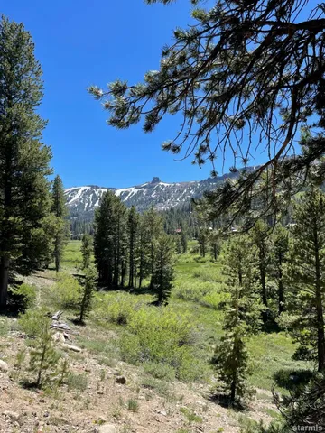 a view of a yard with an trees