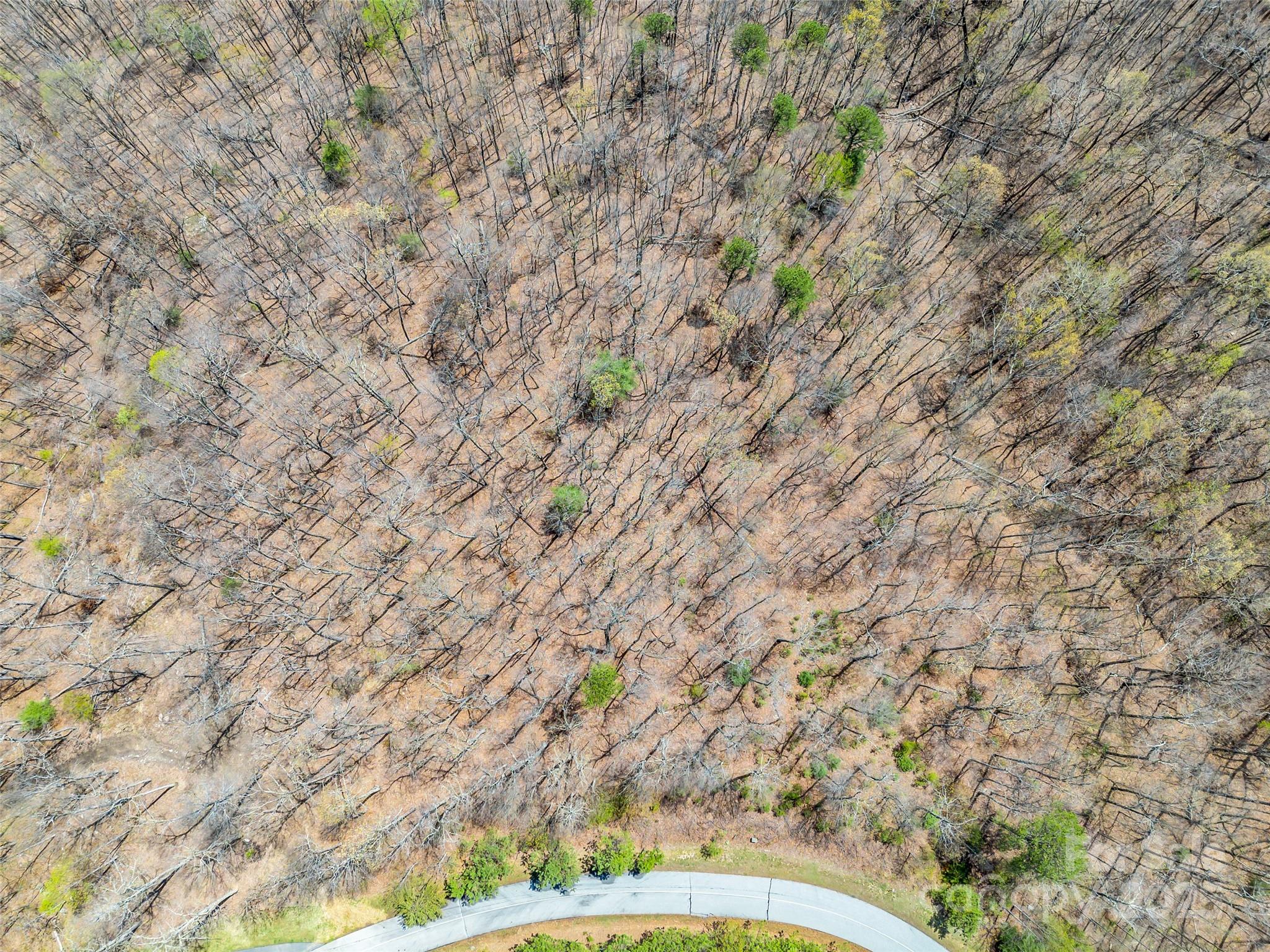 280 Eastman Place Mill Spring, NC 28756 - Photo 27 of 27 a view of a yard with a tree