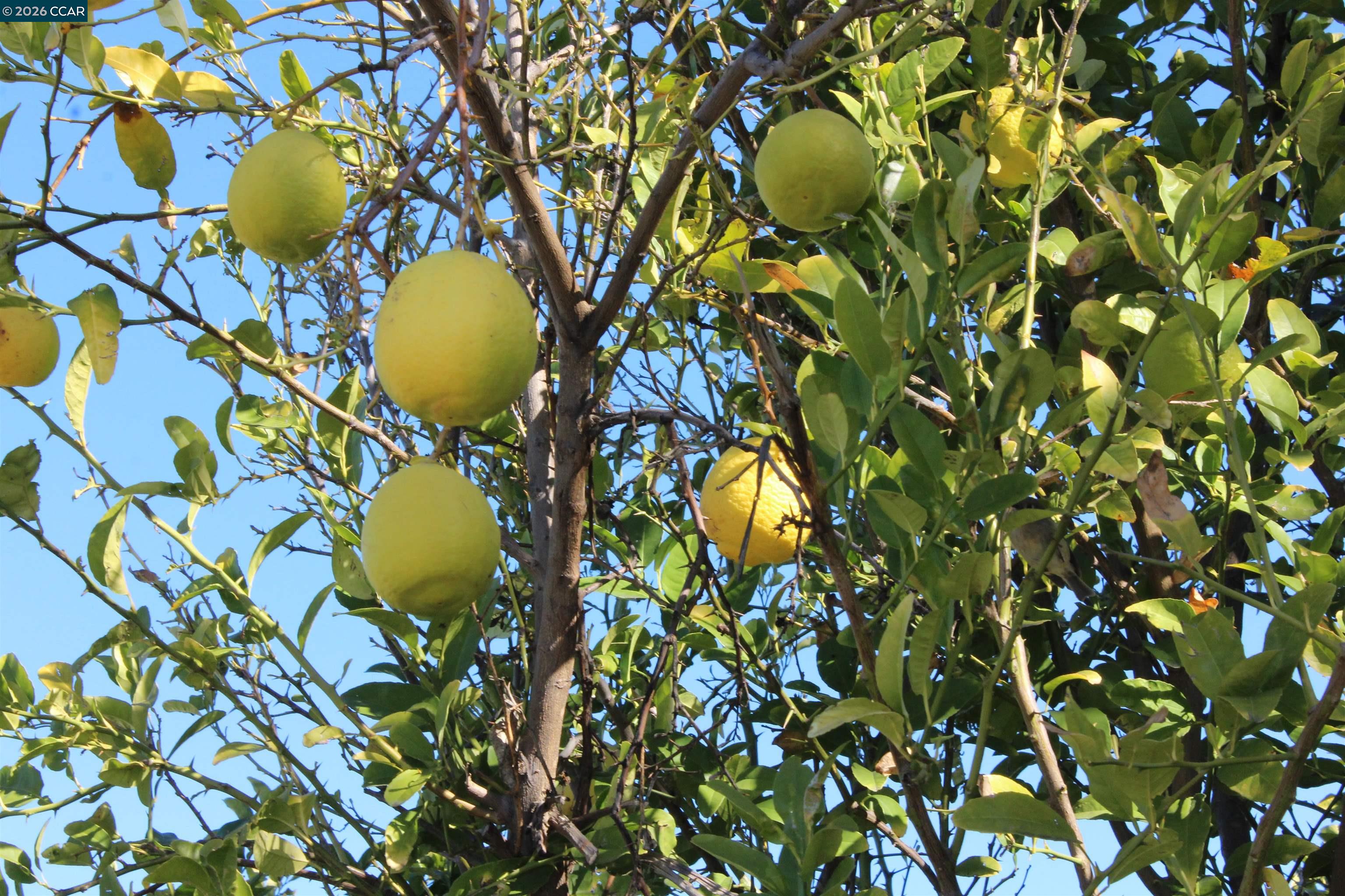 330 West Cypress Road Oakley, CA 94561 - Photo 52 of 59