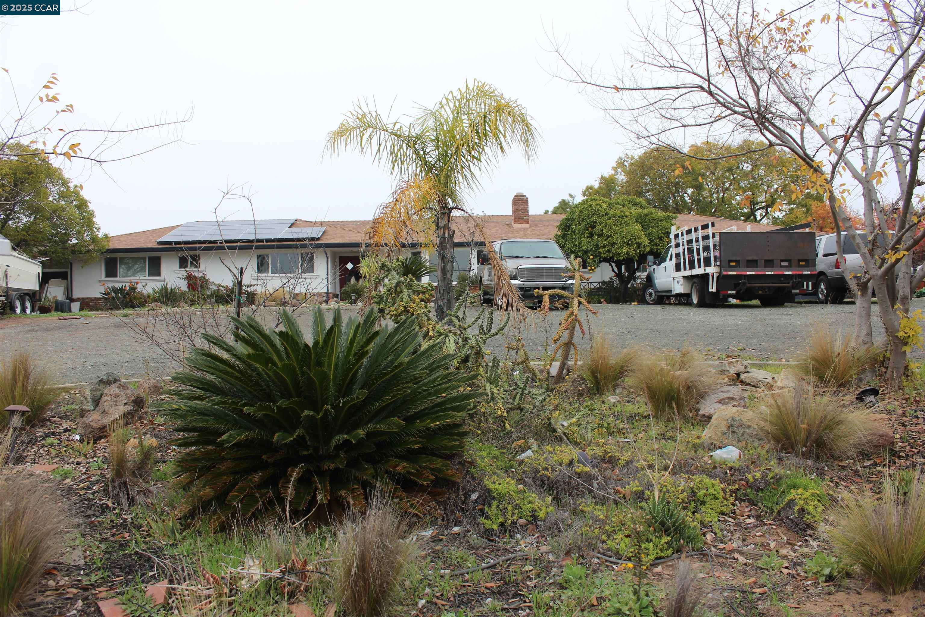 330 West Cypress Road Oakley, CA 94561 - Photo 9 of 12 a row of palm trees and a yard in front of the house