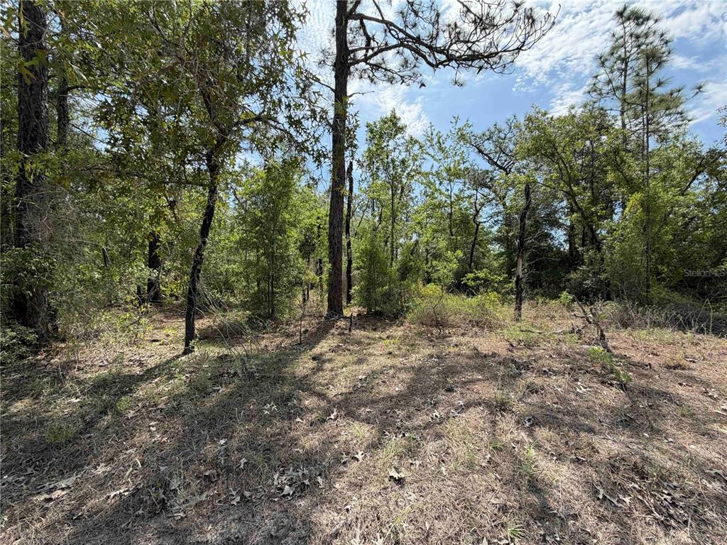 Tbd Northeast 110th Avenue Bronson, FL 32621 - Photo 2 of 10