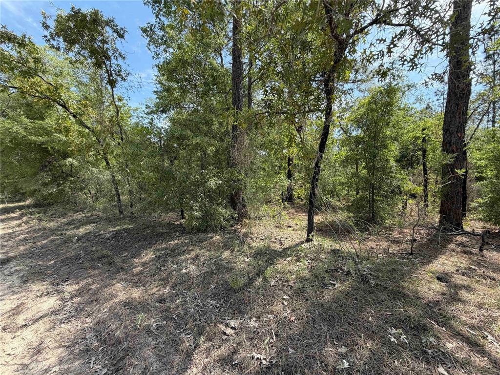 Tbd Northeast 110th Avenue Bronson, FL 32621 - Photo 3 of 10