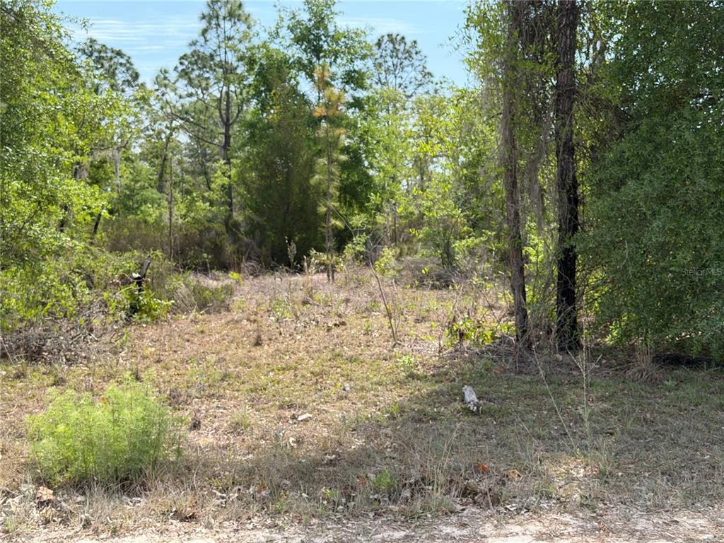 Tbd Northeast 110th Avenue Bronson, FL 32621 - Photo 4 of 10