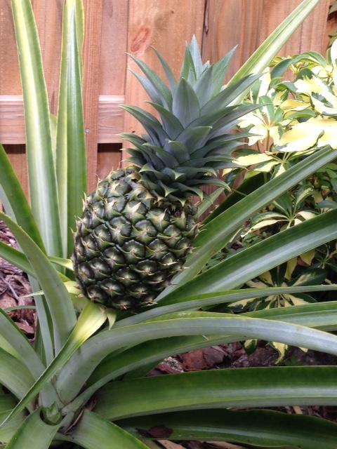 820 Southwest 21st Street Boca Raton, FL 33486 - Photo 98 of 101 Pineapple Plant