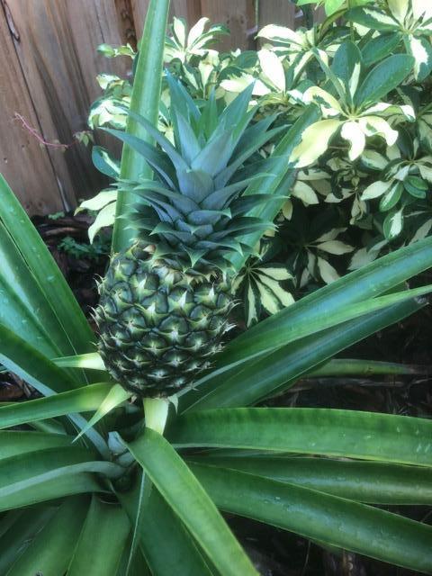 820 Southwest 21st Street Boca Raton, FL 33486 - Photo 99 of 101 Pineapple Plant