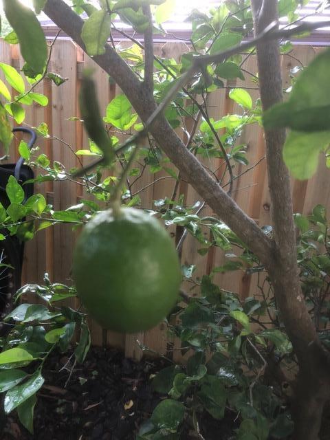820 Southwest 21st Street Boca Raton, FL 33486 - Photo 100 of 101 Lime Tree