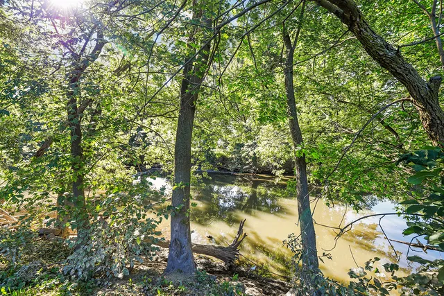 a view of a tree in a yard
