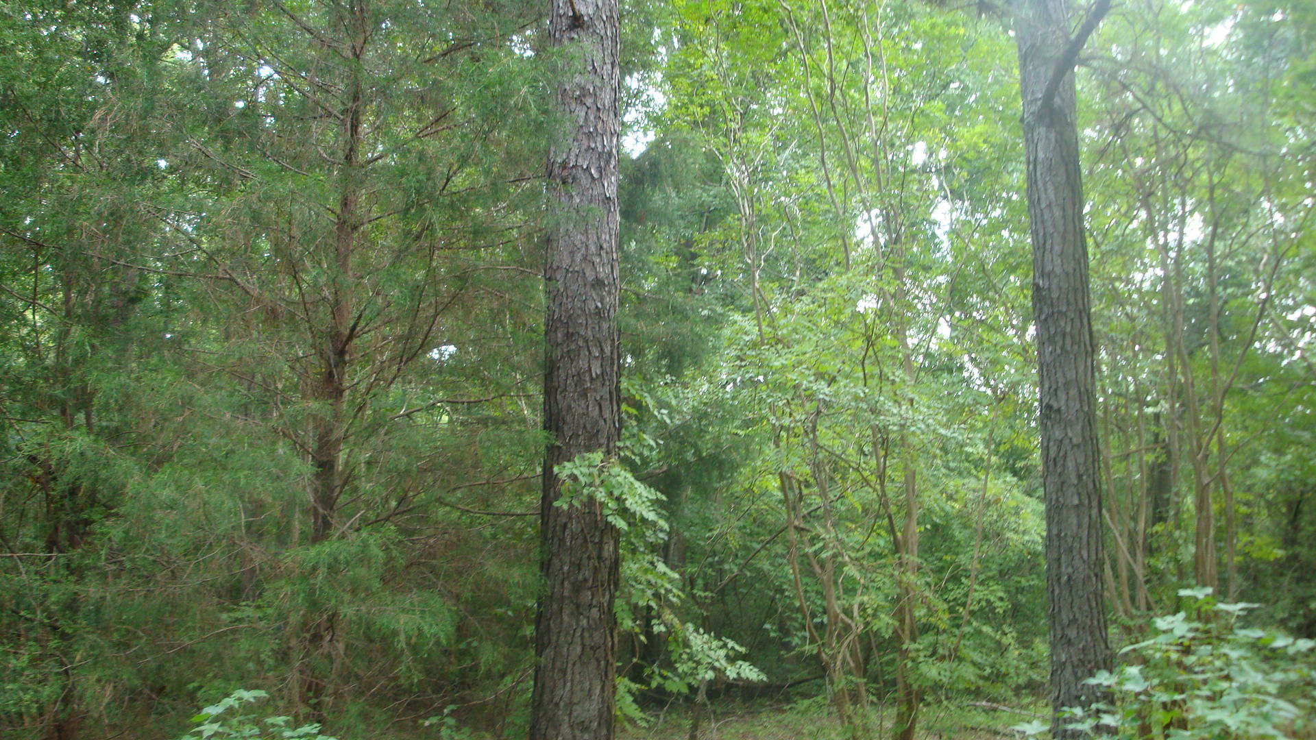 Tbd Yates Hill Road Rockingham, NC 28379 - Photo 2 of 5 Yates Hill Rd 006