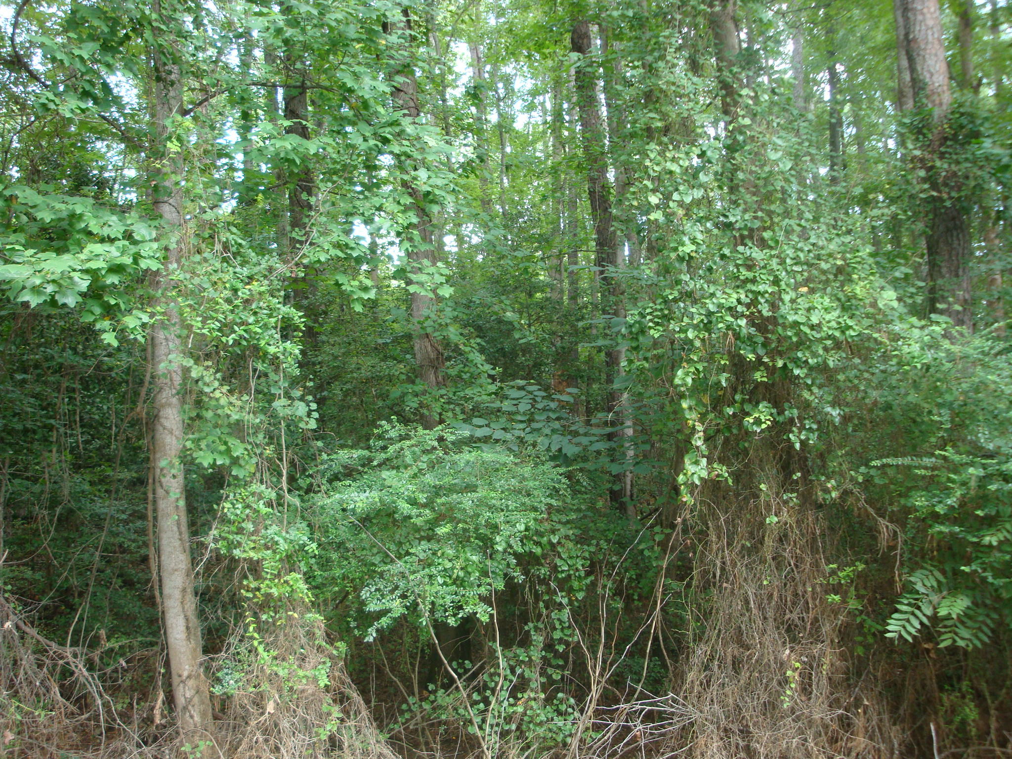 Tbd Yates Hill Road Rockingham, NC 28379 - Photo 3 of 5 Yates Hill Rd 005
