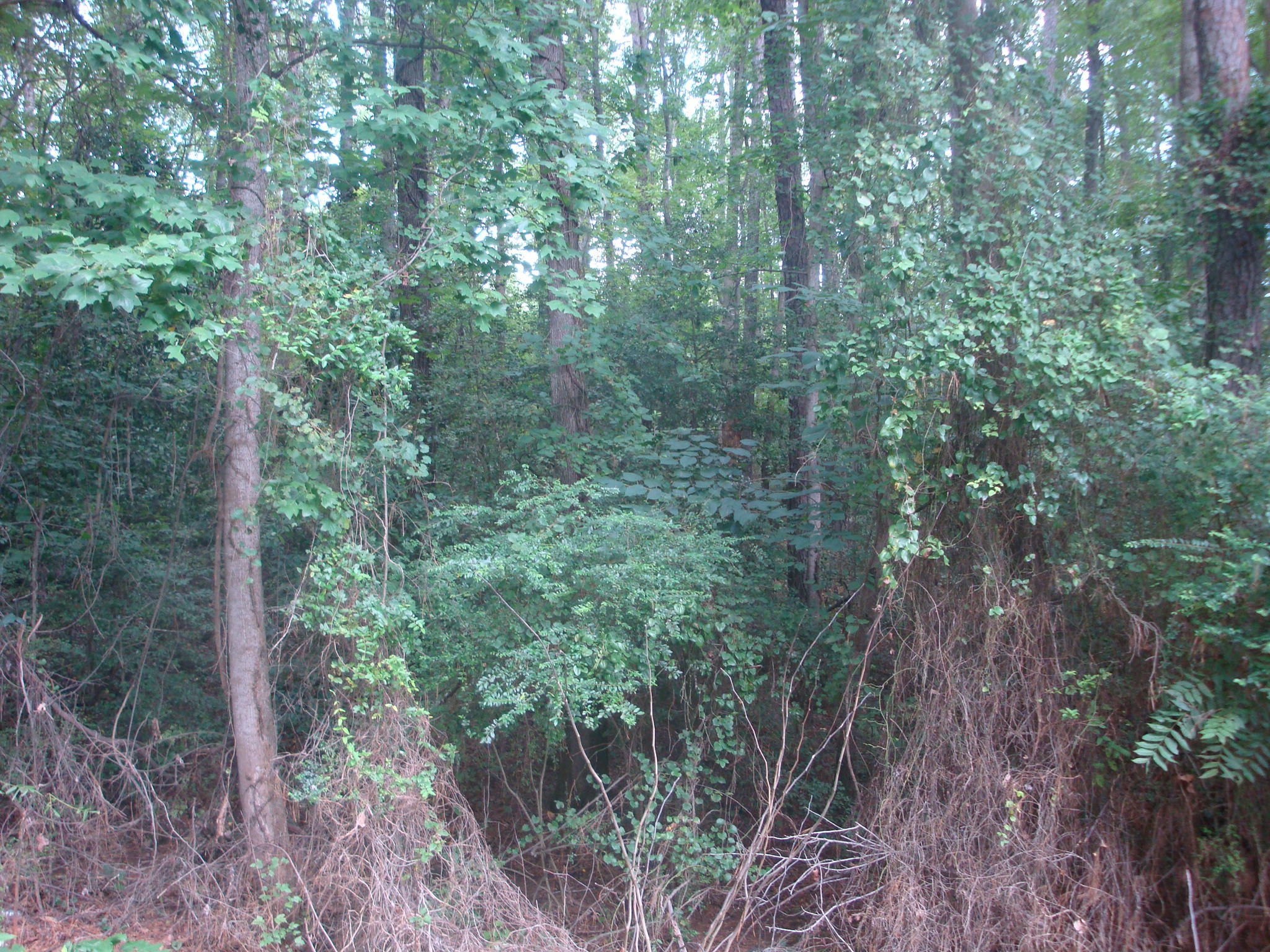 Tbd Yates Hill Road Rockingham, NC 28379 - Photo 4 of 5 Yates Hill Rd 004