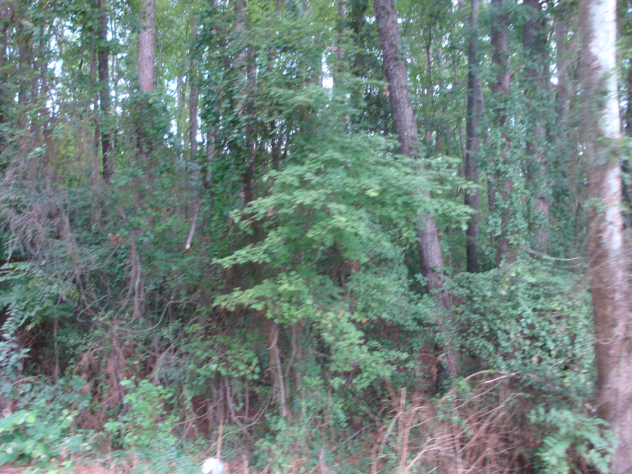 Tbd Yates Hill Road Rockingham, NC 28379 - Photo 5 of 5 Yates Hill Rd 003