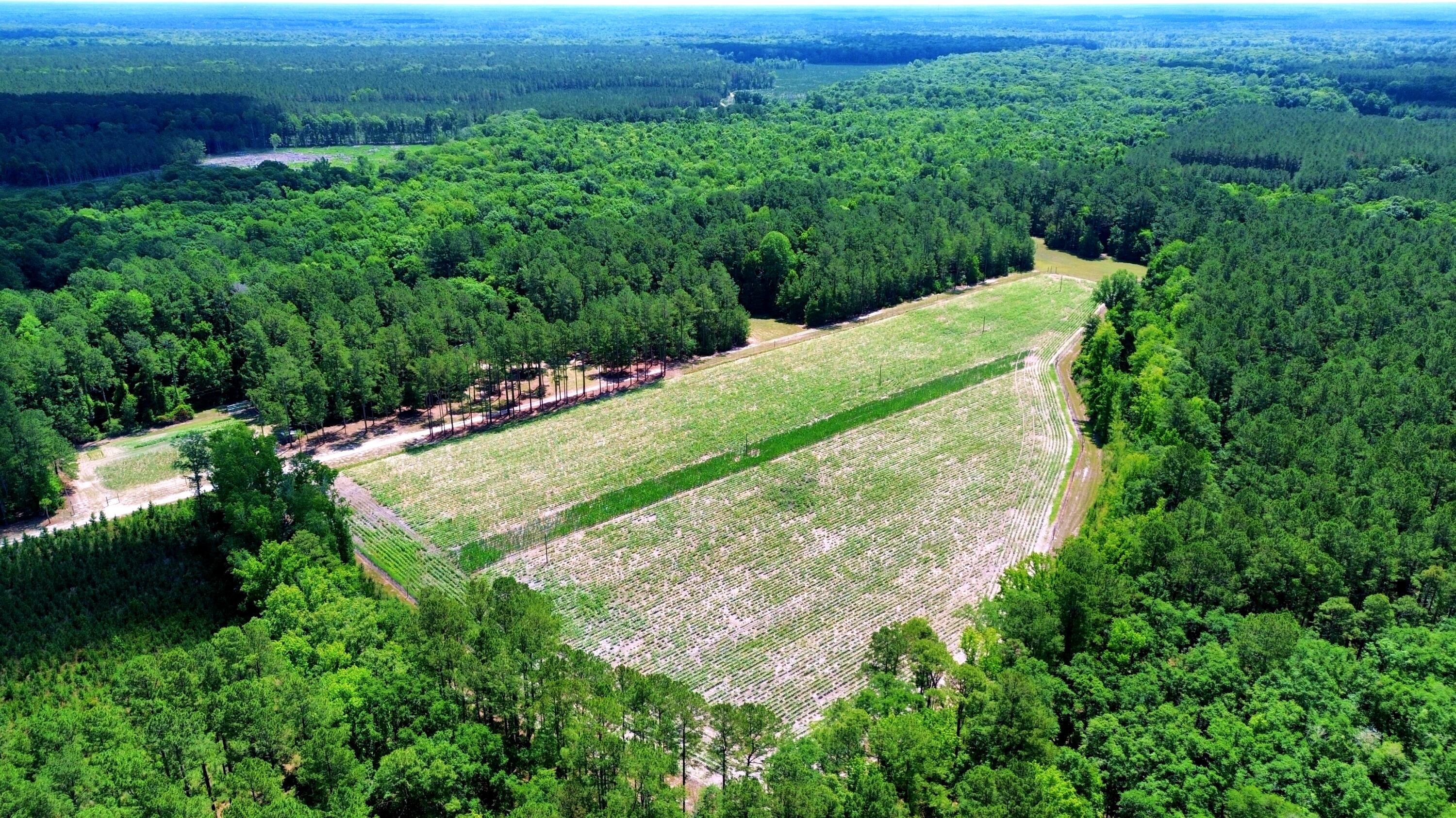 1970 Cross Swamp Road Islandton, SC 29929 - Photo 51 of 150