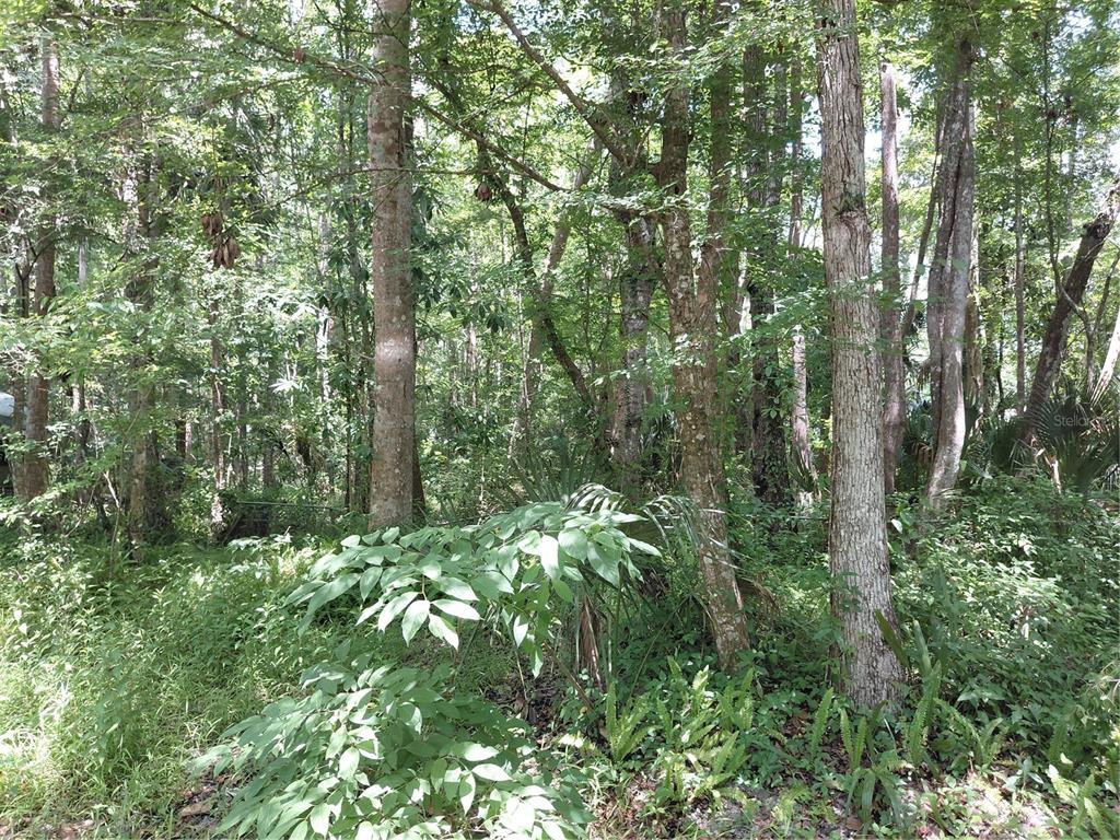 24028 Bass Road Astor, FL 32102 - Photo 1 of 1 a view of forest