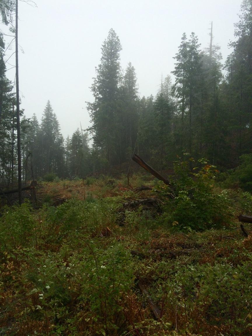 160-acre 160-acre Cedar Camp Road Hyampom, CA 96046 - Photo 1 of 2
