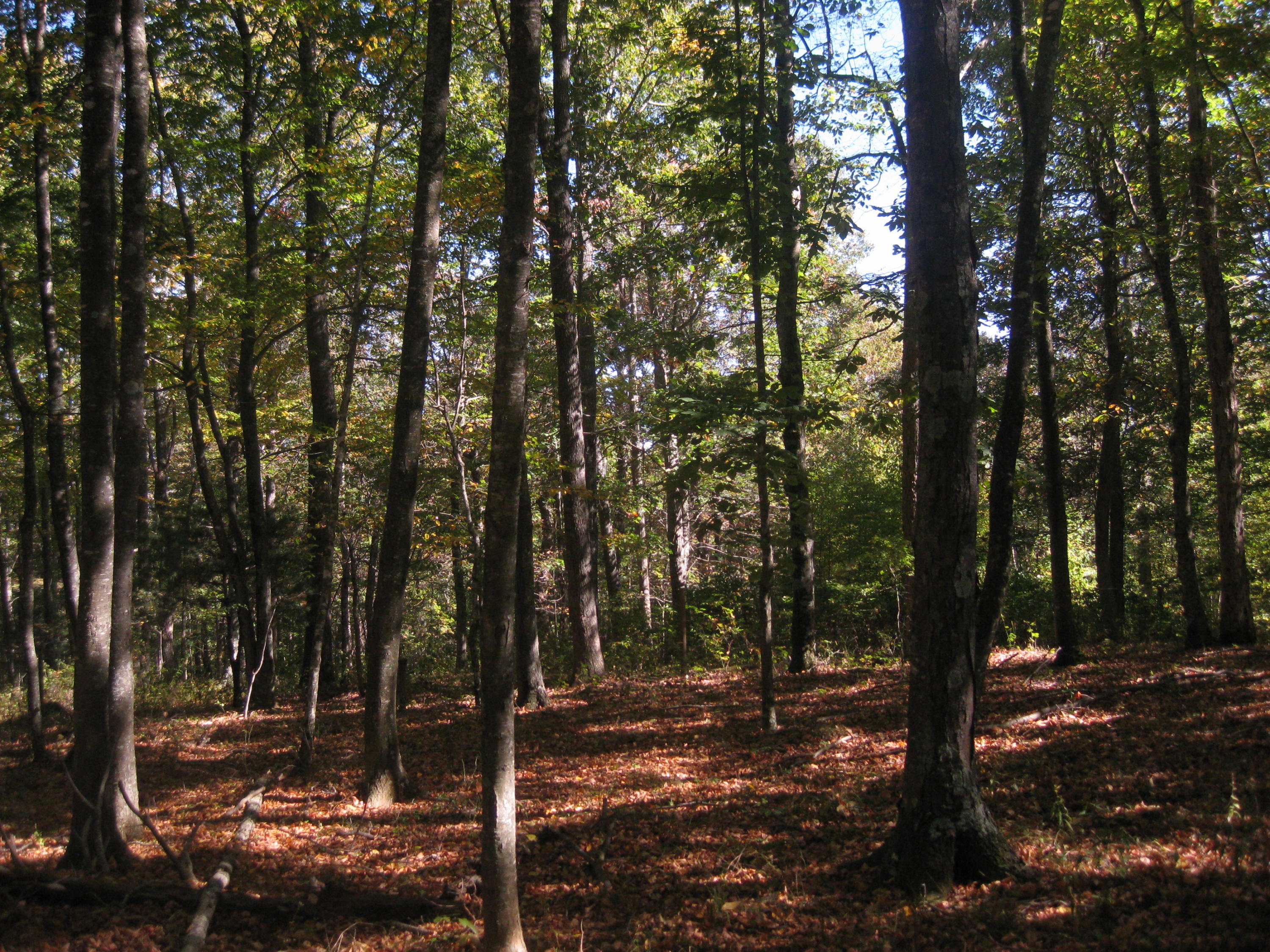 0 Poor Farm Road Southeast Floyd, VA 24091 - Photo 11 of 12 a view of a forest filled with trees