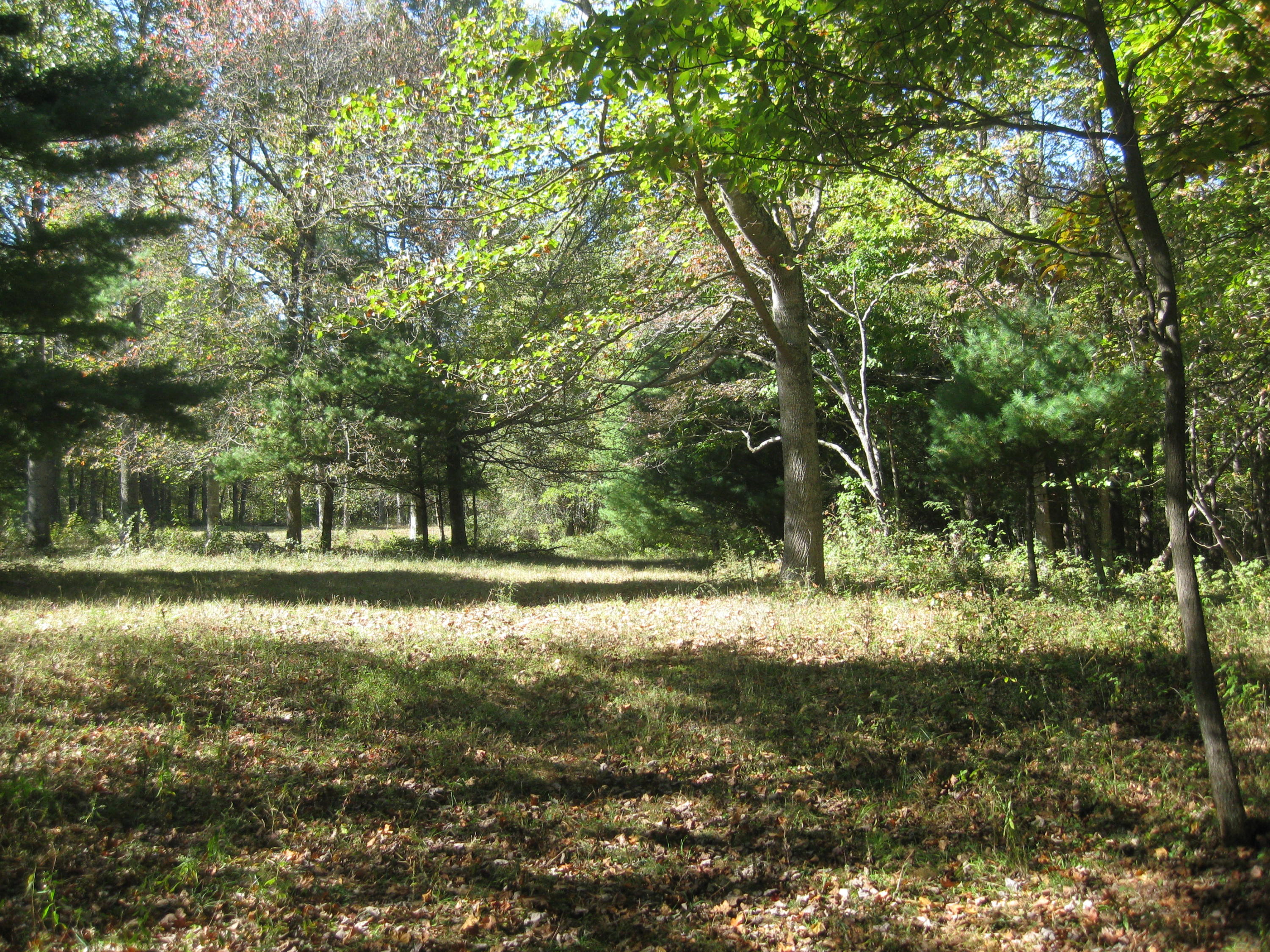 0 Poor Farm Road Southeast Floyd, VA 24091 - Photo 12 of 12 a view of a yard with a tree