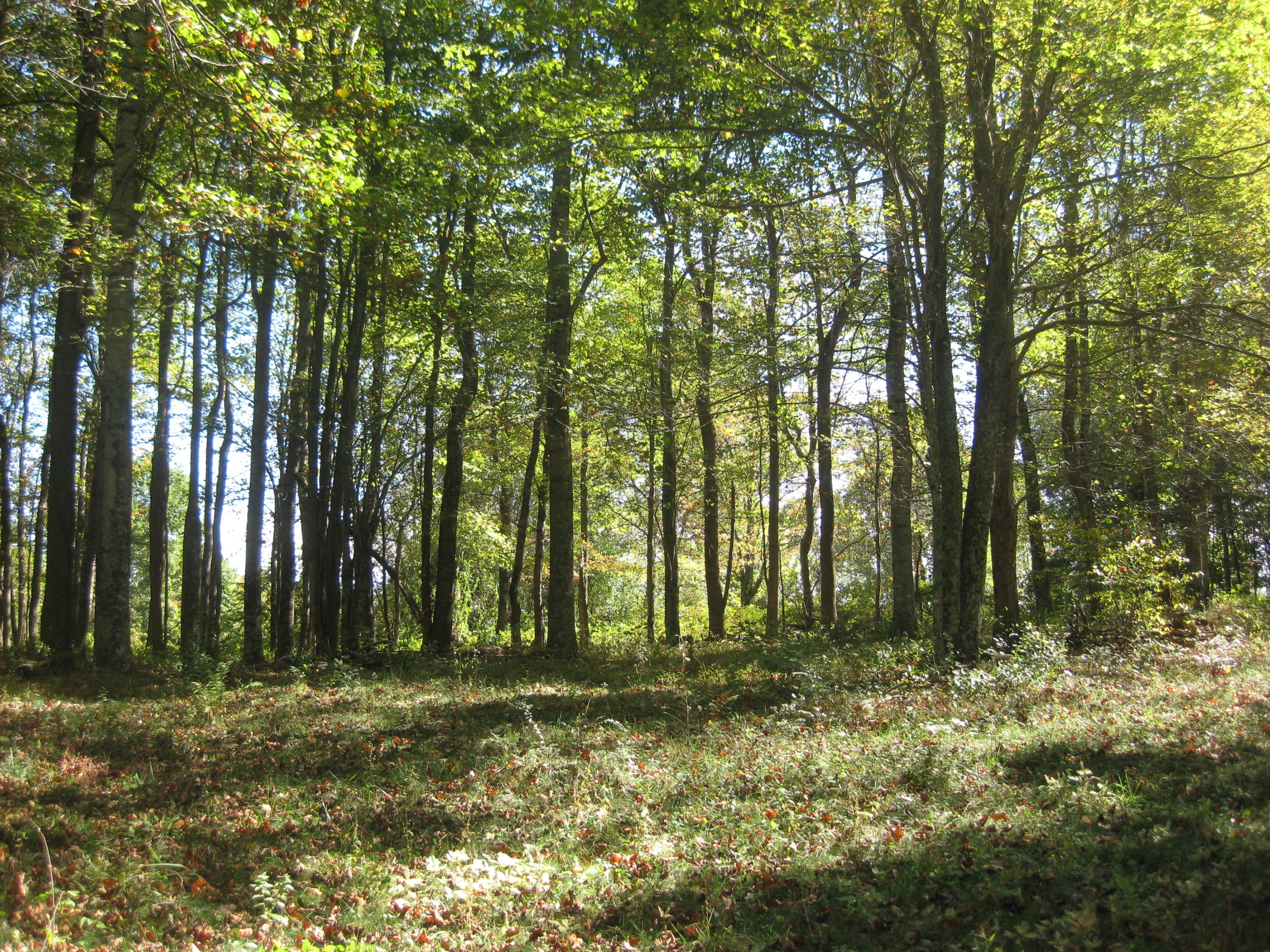 0 Poor Farm Road Southeast Floyd, VA 24091 - Photo 4 of 12 a backyard of trees