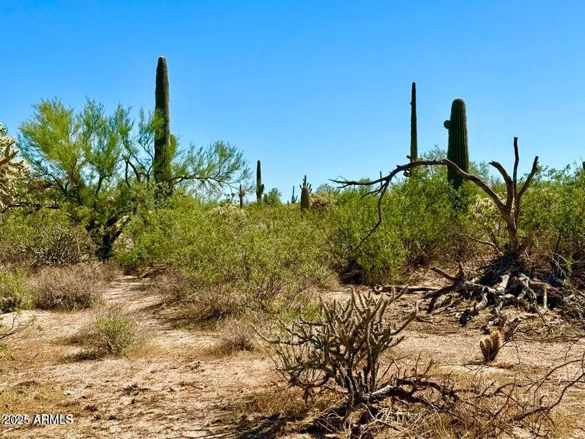 0 North Hohokam Road Florence, AZ 85132 - Photo 9 of 24 a view of a yard with a tree