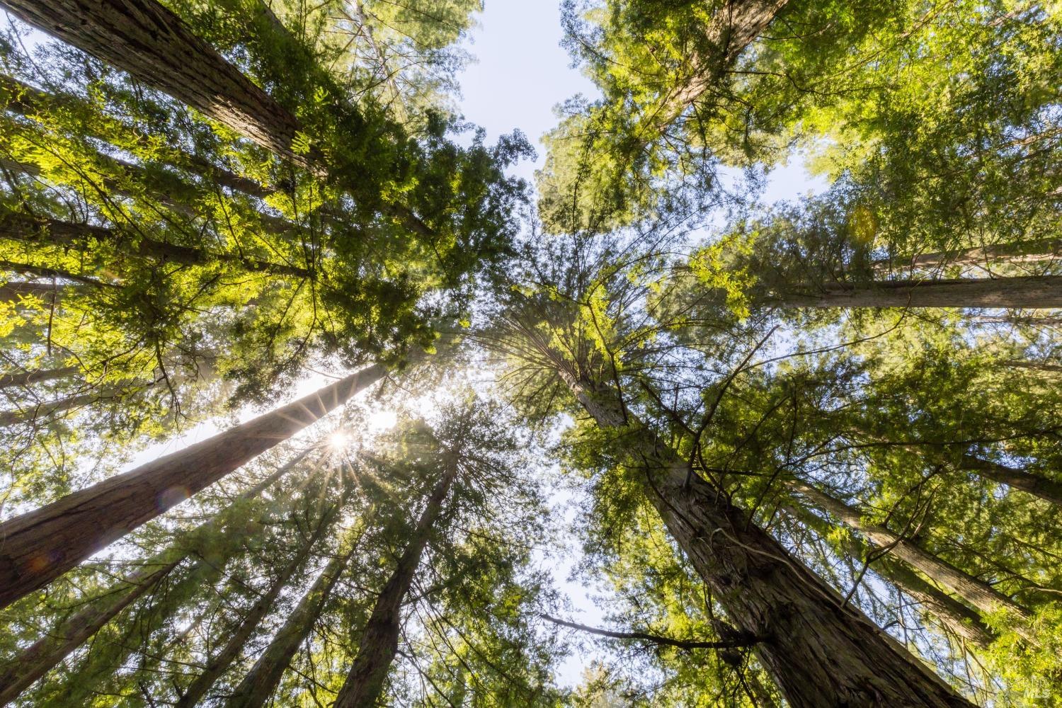 18800 Fitzpatrick Lane Occidental, CA 95465 - Photo 30 of 35