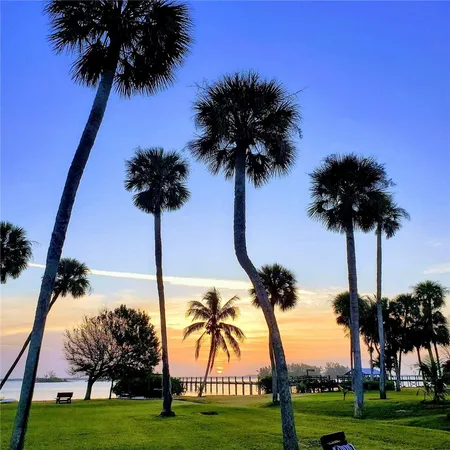 a view of a palm tree with palm trees