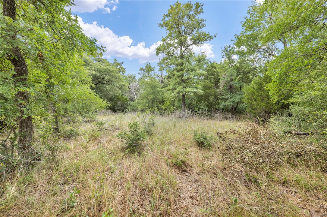 5 - Hog Eye Rd Manor Manor, TX 78653 - Photo 21 of 34 a view of a lush green forest with lots of trees