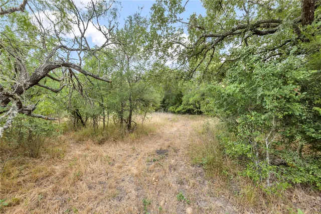 a view of a lake with a tree