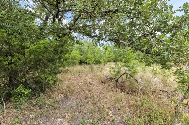 a view of a forest with trees in the background