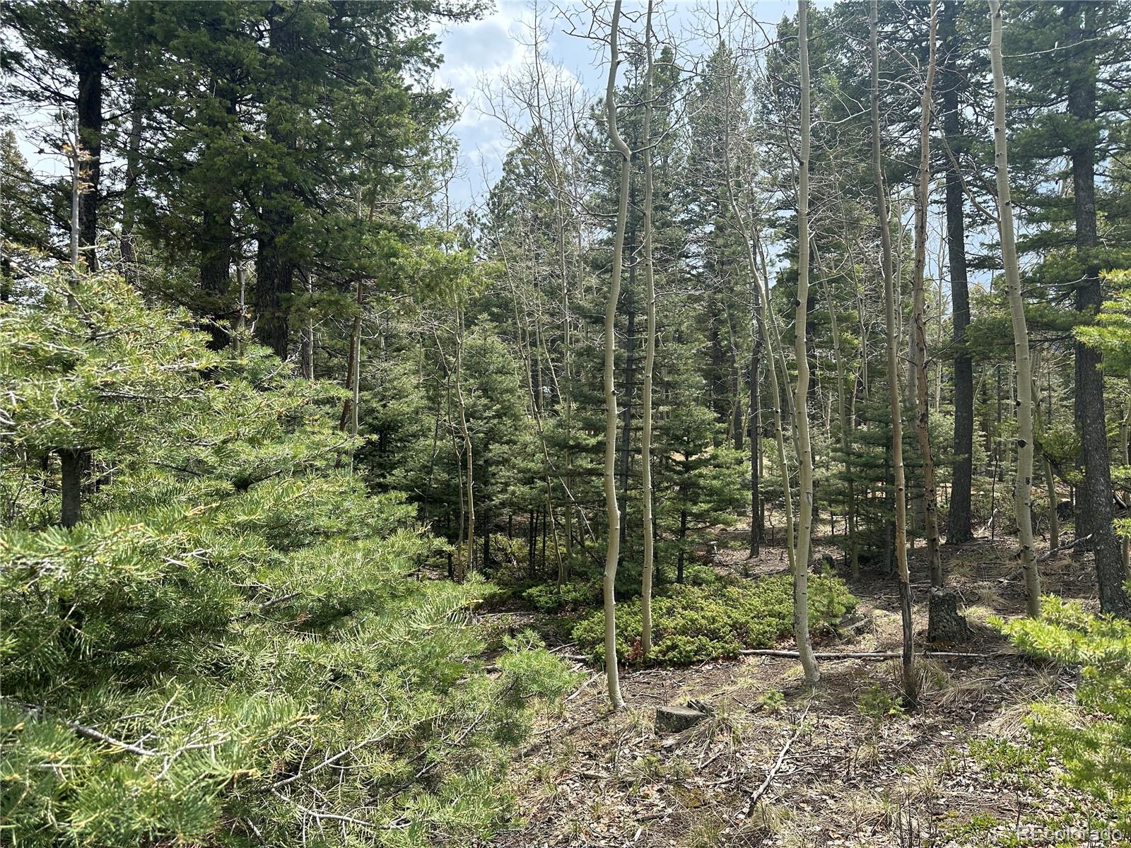 357 Big Horn Road Manitou Springs, CO 80829 - Photo 13 of 20 a view of a forest