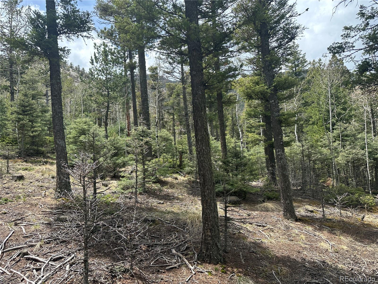 357 Big Horn Road Manitou Springs, CO 80829 - Photo 3 of 20 a view of a forest filled with trees