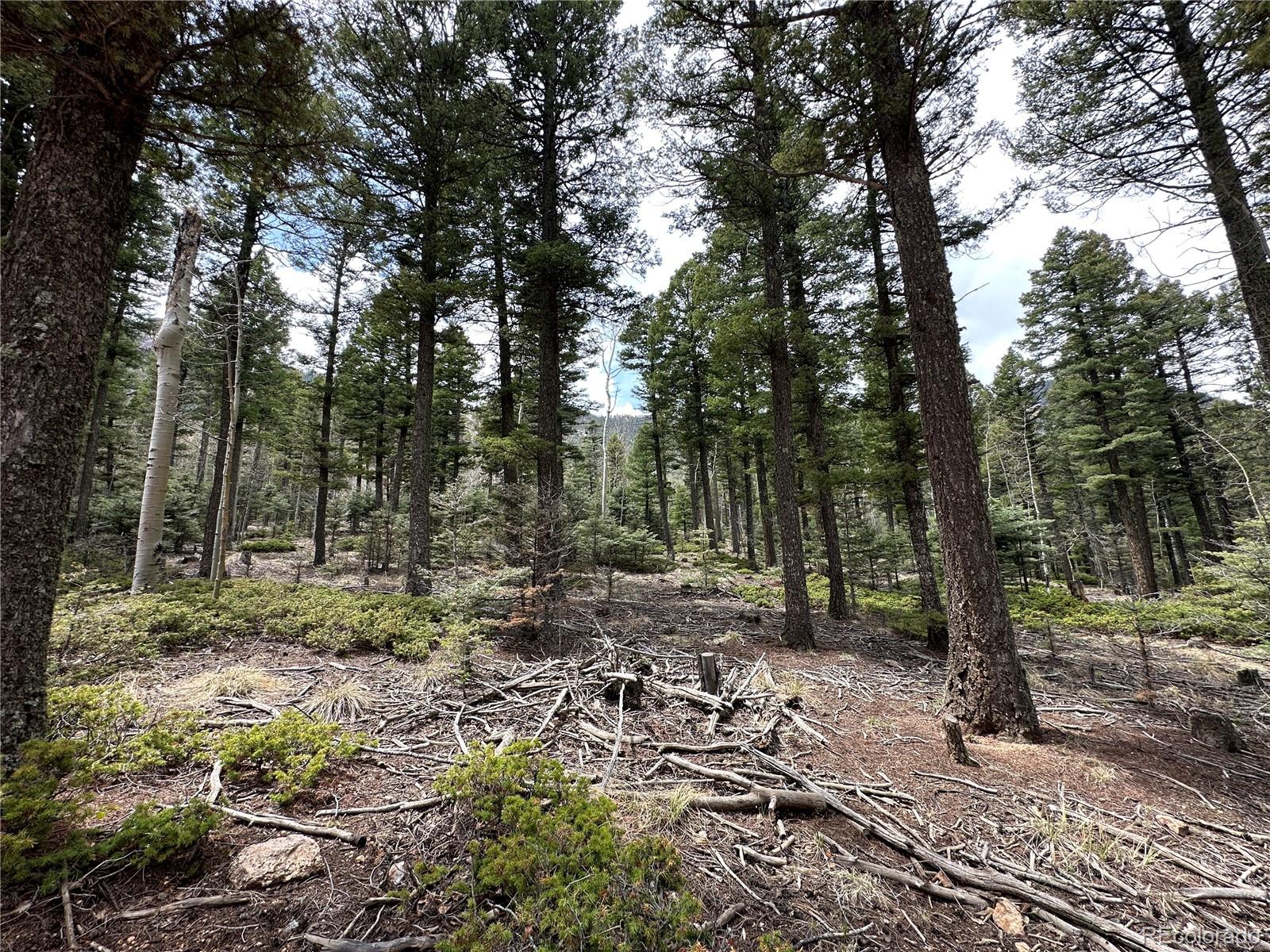 357 Big Horn Road Manitou Springs, CO 80829 - Photo 4 of 20 a view of a forest filled with trees