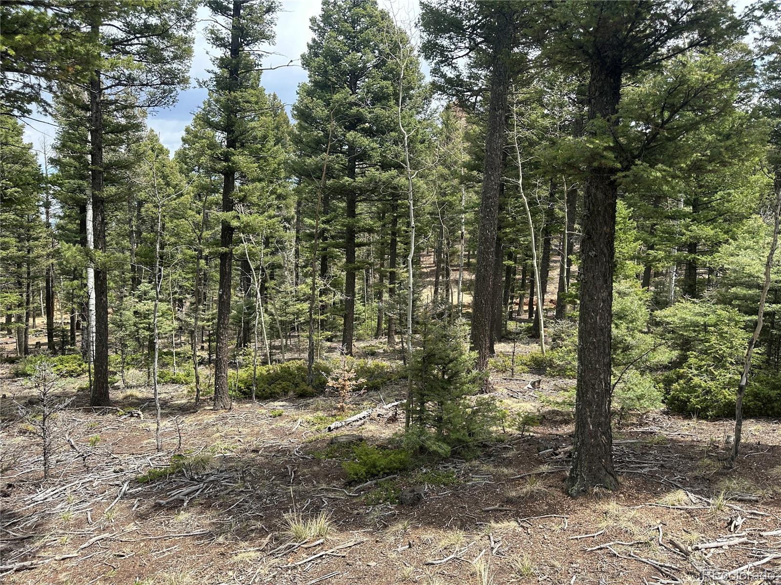 357 Big Horn Road Manitou Springs, CO 80829 - Photo 6 of 20 a view of a forest